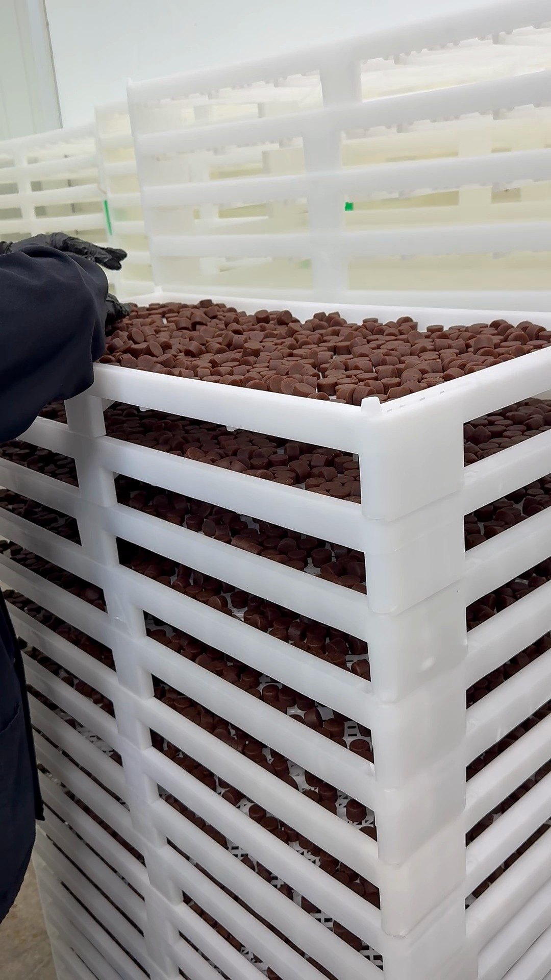 Gummies on curing trays at Chaé Manufacturing